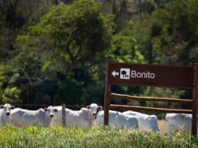Bonito 8 Bonito 8