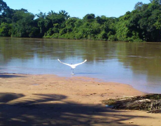 cropped tuiuiu pantanal 8 tuiuiu pantanal (8)