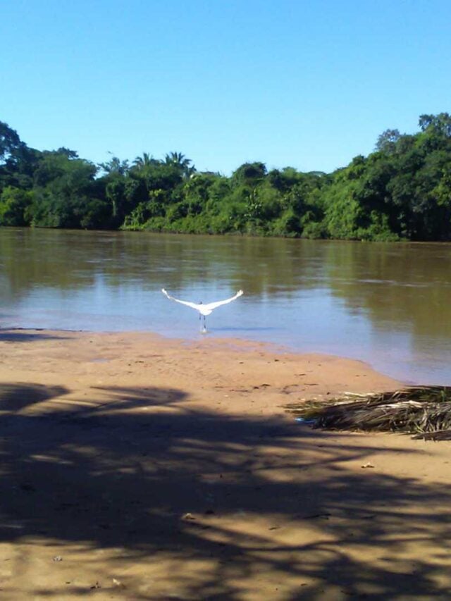 tuiuiu pantanal (8)