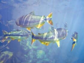 Chapada dos guimaraes mt 37 Chapada dos guimaraes mt 37
