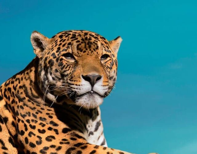 cropped onca descansando onca-descansando