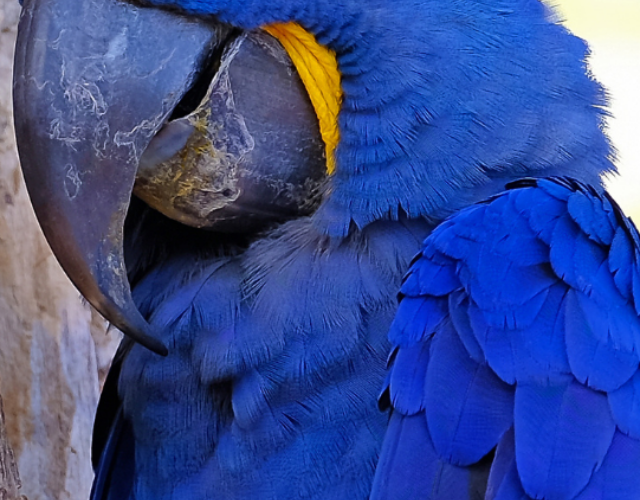 cropped Arara Azul Arara Azul