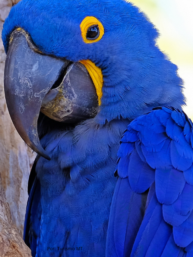 Arara Azul