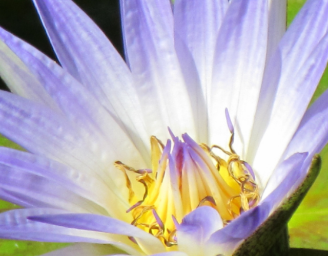 cropped Flores Pantanal 10 Flores Pantanal 10