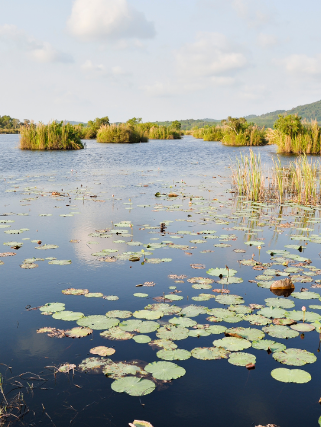 Pantanal perfil