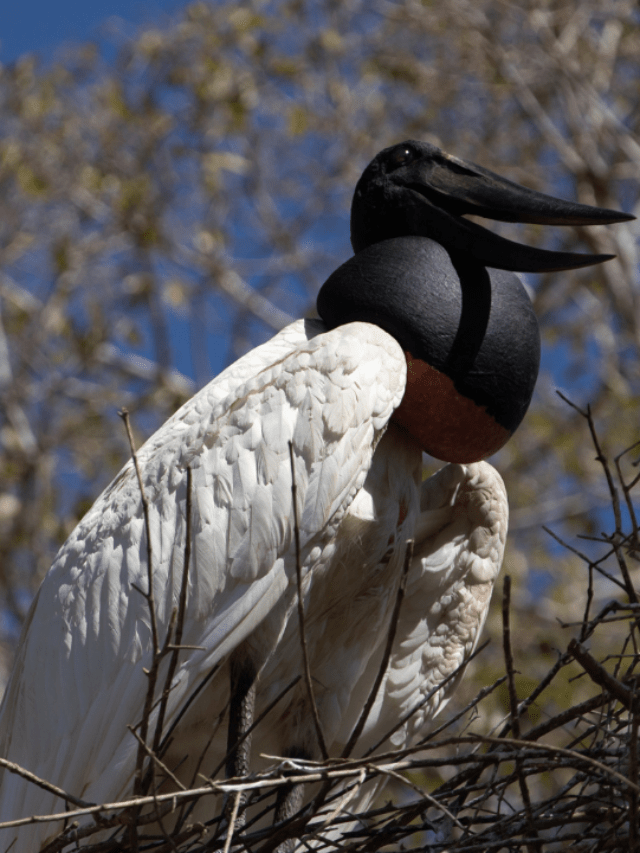 Tuiuiu Pantanal 10