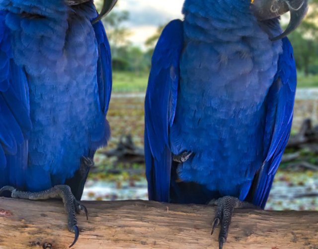 cropped araraazulcapapantanal araraazulcapapantanal