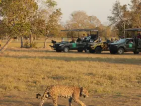 Safari de oncas em Pocone por cenariomt Safari de oncas em Pocone por cenariomt