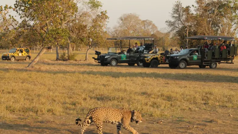 Safari de oncas em Pocone por cenariomt Safari de oncas em Pocone por cenariomt