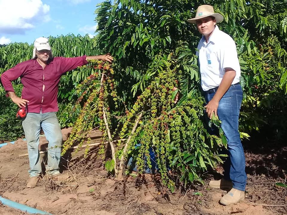Cultivar Andina: A primeira cultivar de café conilon com potencial