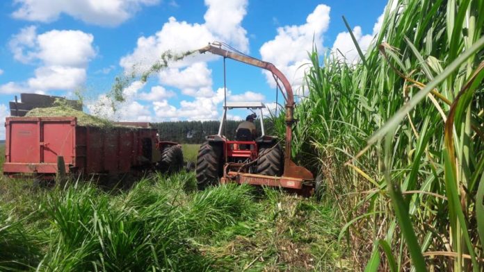 demonstracao tecnica ensina a produzir silagem para bovinos no periodo da seca 5cc2136ae2288