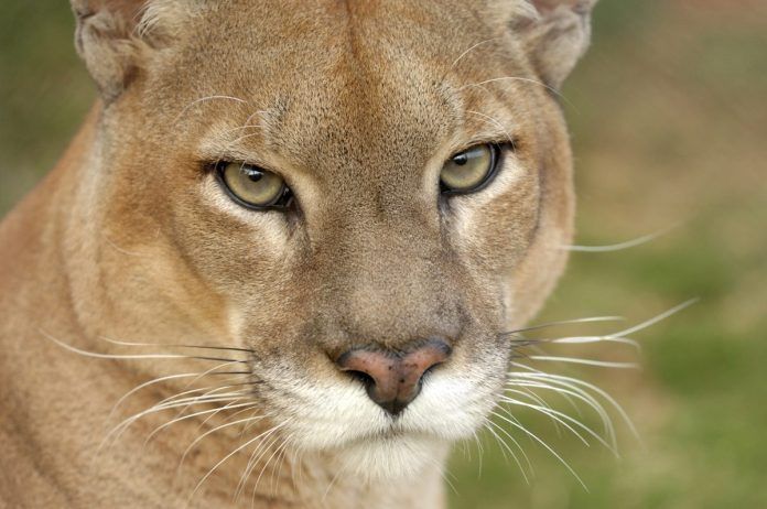 Onça Parda (Puma concolor)  Animais da caatinga, Floresta