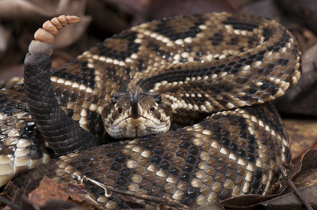 As 5 Cobras Mais Perigosas do Brasil, Biólogo Henrique o Biólogo das Cobras
