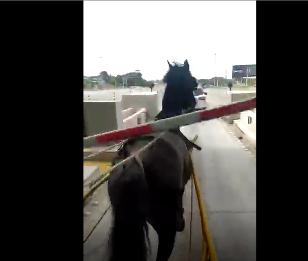 Vídeo mostra cavalo puxando metade de carro como se fosse carroça