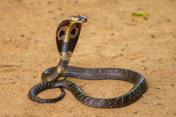Cobra azul: Espécies com Imagens e Vídeos – Tudo sobre Cobras