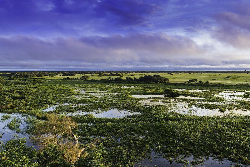 Na biogeografia, o Pantanal, entendido como bioma, ele é constituído principalmente por uma savana estépica, alagada em sua maior parte, na época da cheia, até 80% da planície pantaneira fica inundada