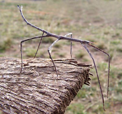 Bicho-pau é o nome comum dado aos insetos da ordem Phasmatodea, também denominada Phasmida, Phasmatoptera ou Phasmodea, que mimetizam pedaços de madeira ou gravetos.