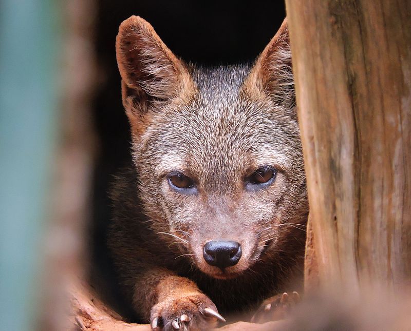 Único membro do gênero Cerdocyon, o Cachorro do mato ocorre em uma ampla variedade de biomas brasileiros, sendo bem tolerante a presença humana, mas não à urbanização massiva.