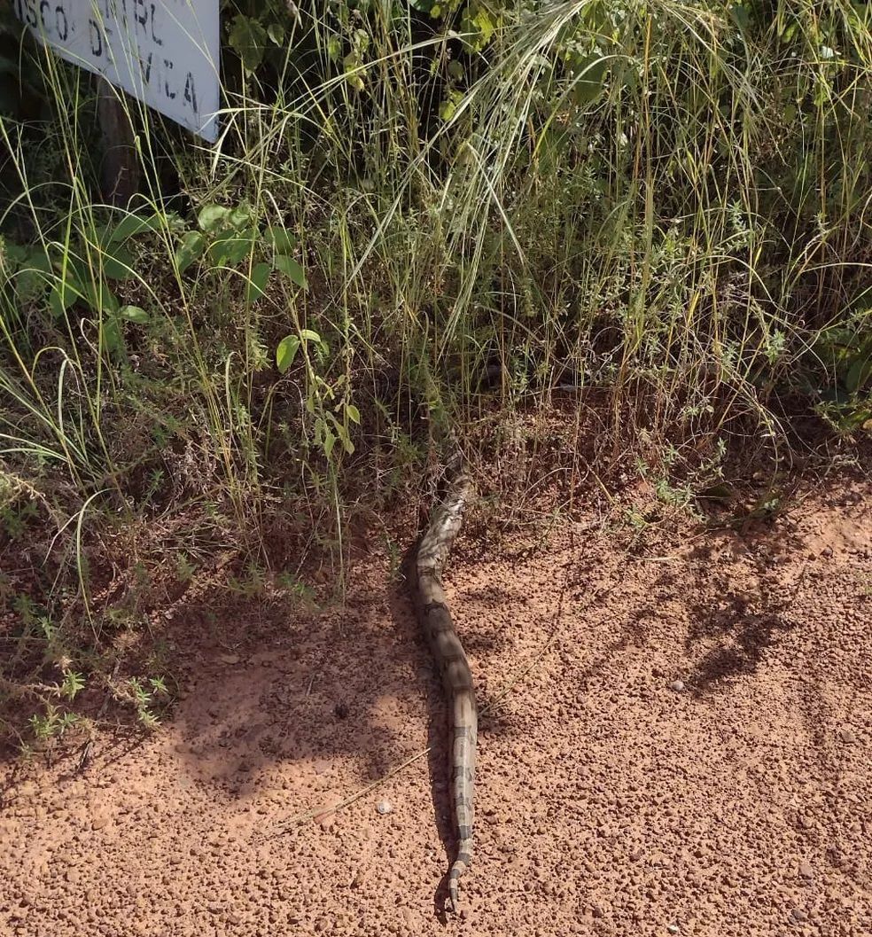 No Brasil, existem duas subespécies: a Boa constrictor constrictor (Forcart, 1960) e a Boa constrictor amarali (Stull, 1932).