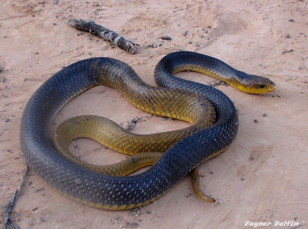 Drymarchon corais, popularmente chamada de papa-pinto, entre outros nomes, é uma serpente da família Colubridae encontrada em áreas abertas e florestadas da América do Sul