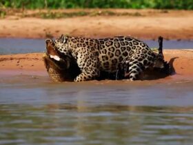 Onça-pintada domina jacaré em duelo