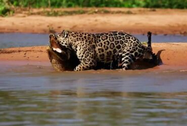 Onça-pintada domina jacaré em duelo