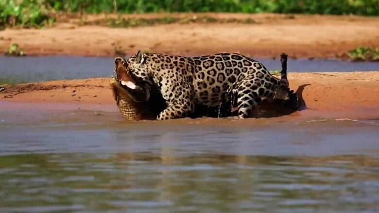 Onça-pintada domina jacaré em duelo