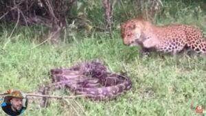 O leopardo é uma espécie de felídeo nativo da África e da Ásia