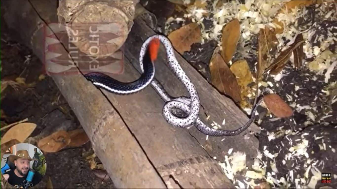 Habitat da cobra azul da Malásia. O nome científico desta bela cobra é  Calliophis bivirgatus.