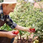 Doenças do tomate, isso realmente existe? Veja agora os fatos