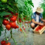 Doenças do tomate, isso realmente existe? Veja agora os fatos