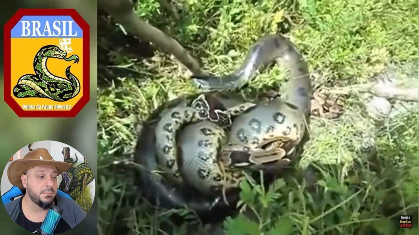 Apesar de não serem ágeis em ambiente terrestre, as cobras sucuris são muito rápidas dentro d’água podendo ficar até 30 minutos sem respirar.