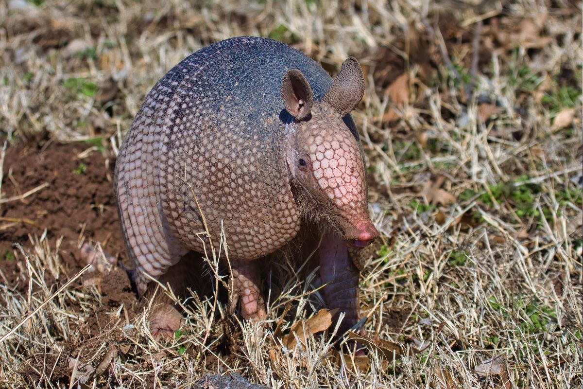 doença do tatu