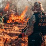 policia federal deflagra a operacao phaseoli iv e erradica 256 mil pes de maconha