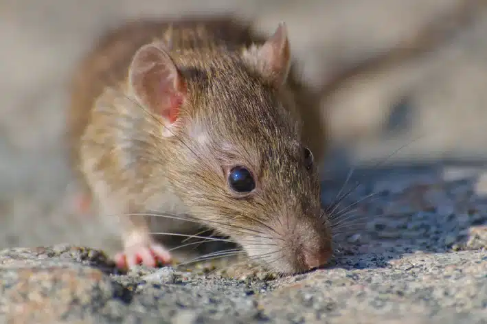 O rato de laboratório, ou mecol ou ratazana doméstica, e são da espécie Rattus norvegicus, por conta dos séculos de isolamento e domesticação estes animais estão livres de doenças, além de terem perdido a agressividade natural desta espécie.