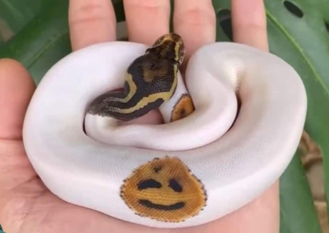 VÍDEO: Cobra com desenho de emoji na pele viraliza na web