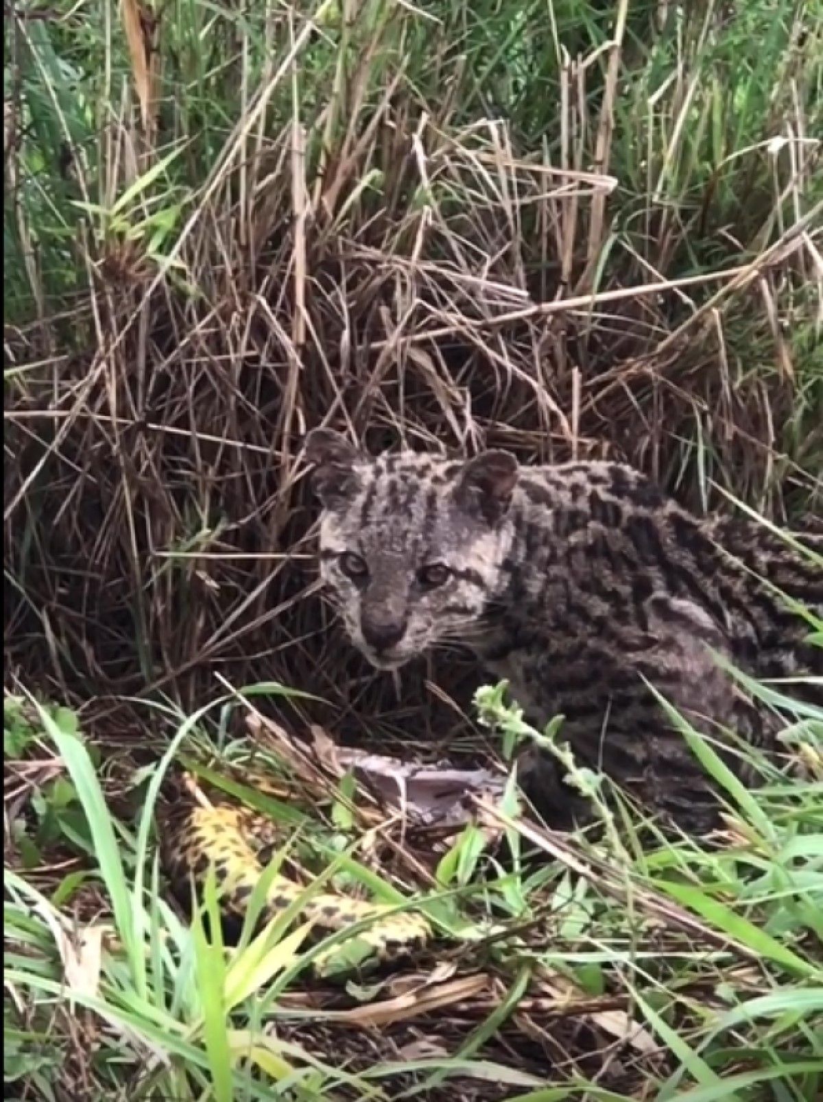 A jaguatirica foi inicialmente colocada dentro do gênero Felis, que compreende o gato-doméstico, e foi descrita por Carlos Lineu, em 1758, como Felis pardalis.[