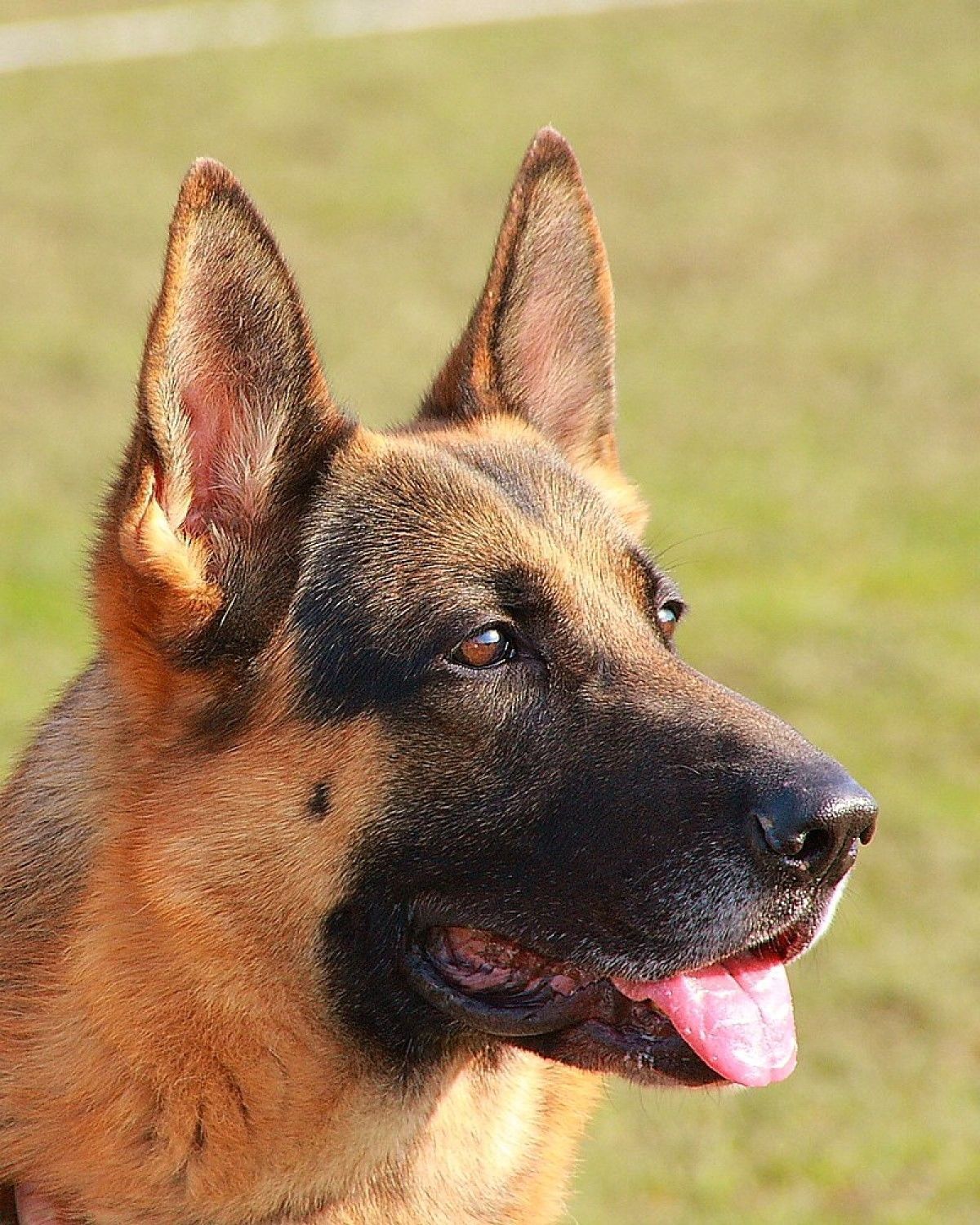 O pastor-alemão é considerado um cão fiel, atento, seguro, autoconfiante, equilibrado, inteligente e altamente destemido