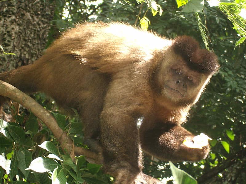 Macaco-prego  Project Noah