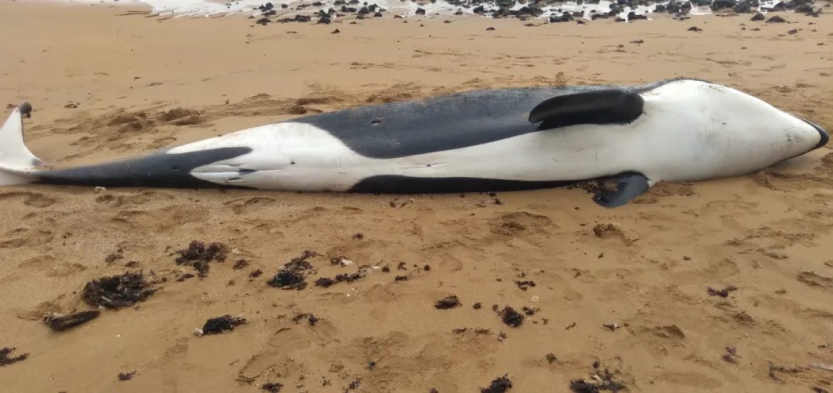 É o segundo mamífero de maior área de distribuição geográfica, logo a seguir ao homem, é encontrada em todos os oceanos e pode chegar a pesar nove toneladas.