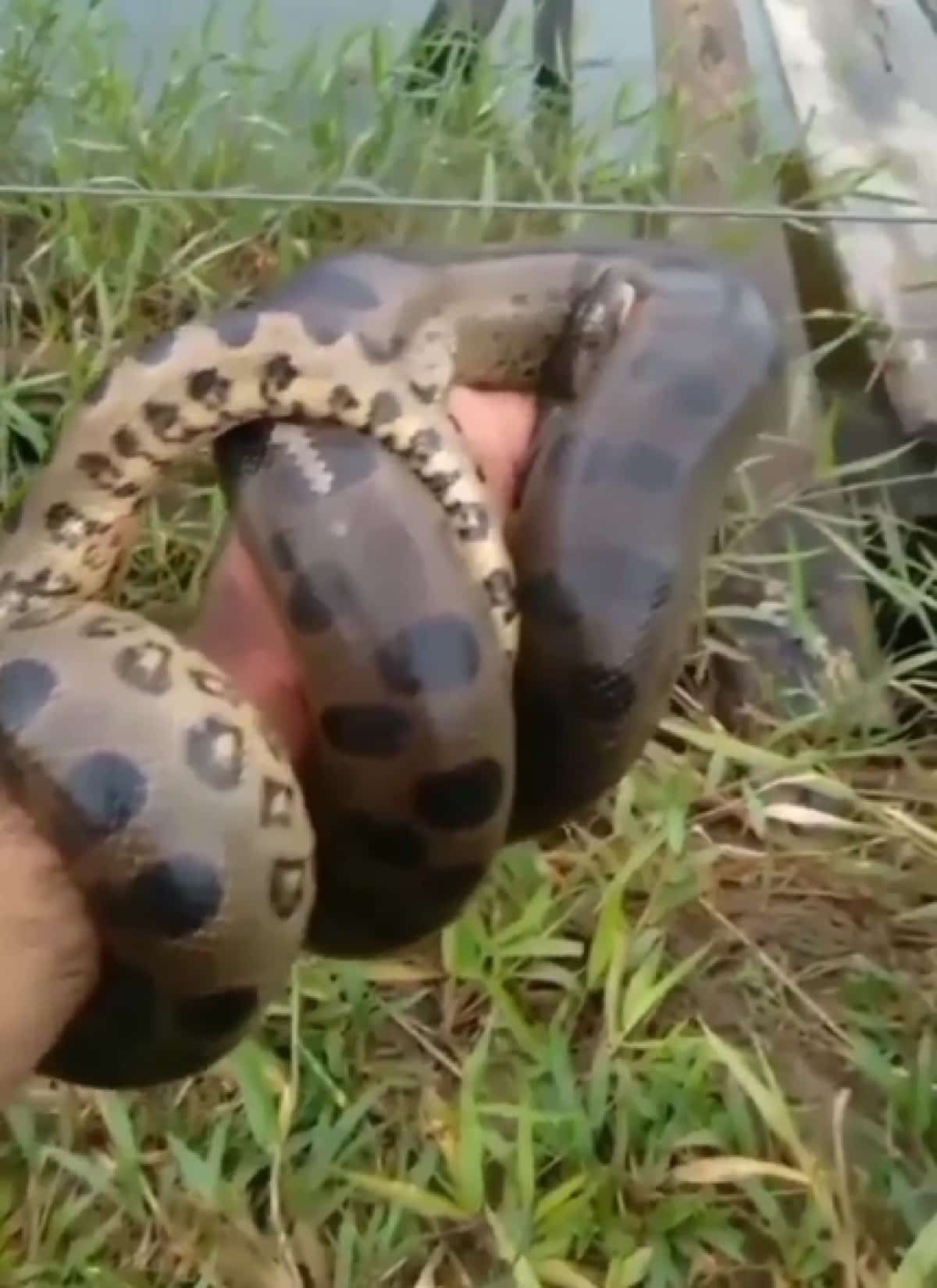 As sucuris é um gênero de boinae encontradas na América do Sul. Eles são um grupo semiaquático de cobras e incluem uma das maiores cobras do mundo, Eunectes murinus, a sucuri-verde