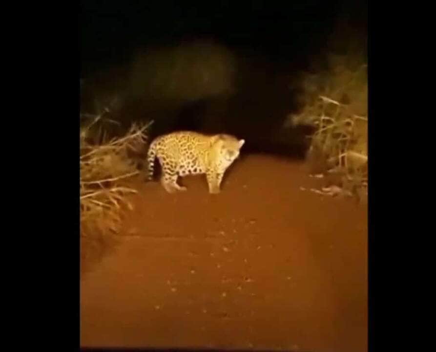 É um felino de porte grande, com peso variando de 56 a 92 quilos, podendo chegar a 158 quilos, e comprimento variando de 1,12 a 1,85 m sem a cauda, que é relativamente curta