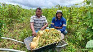 Agricultores comercializam para merenda escolar em Mato Grosso