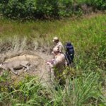 Em Terra Nova do Norte/MT, PRF realiza o resgate de animal silvestre