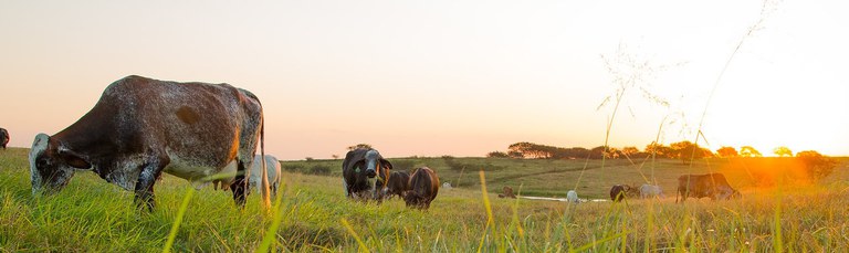 Agropecuária