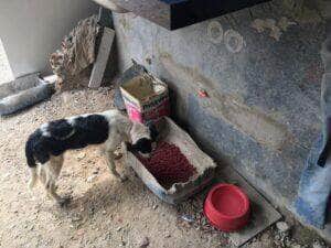 Polícia verifica denúncias de maus-tratos de animais em Cuiabá