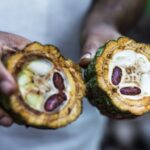 Agricultores de Mato Grosso transformam pastagens degradadas em produtivas agroflorestas de cacau e banana
