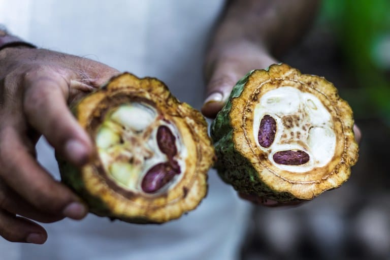 Agricultores de Mato Grosso transformam pastagens degradadas em produtivas agroflorestas de cacau e banana