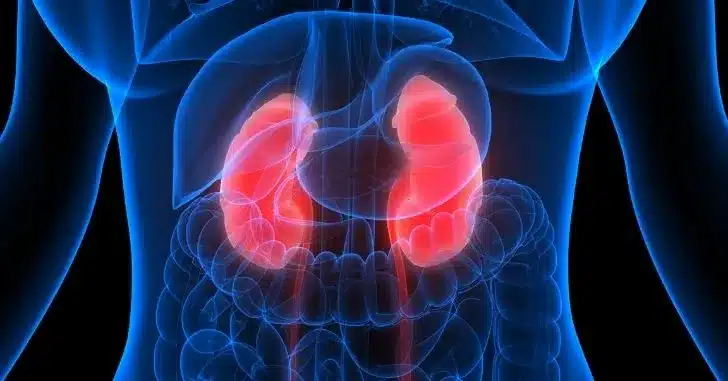 Doença renal: revise os sintomas que permitirão detectar a condição