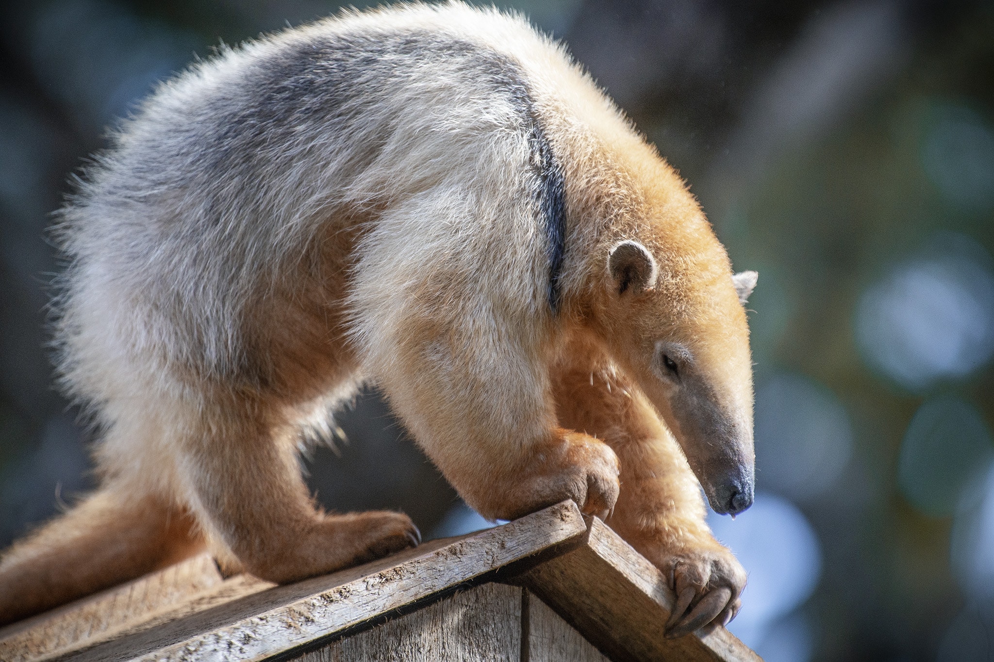 ProjetoZoo IvanMattos Tamandua mirim 3